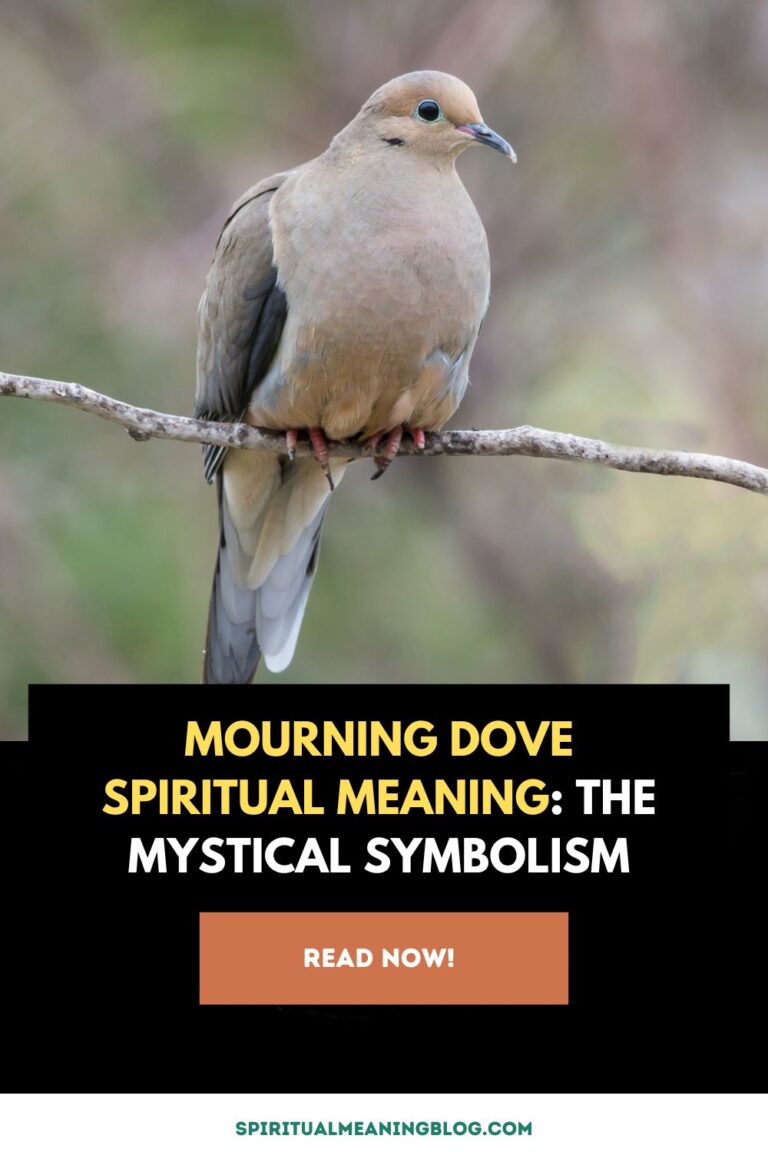 mourning-dove-spiritual-meaning-the-mystical-symbolism