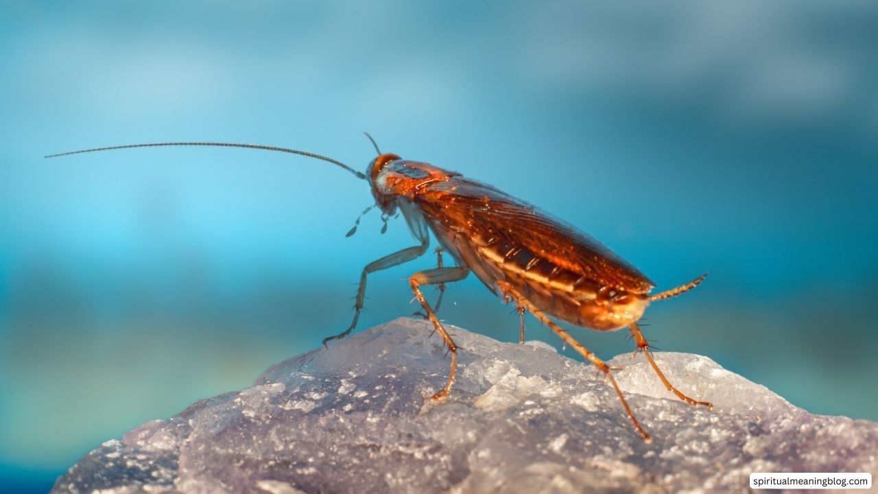 5-spiritual-meanings-of-seeing-a-cockroach-in-your-house-christian