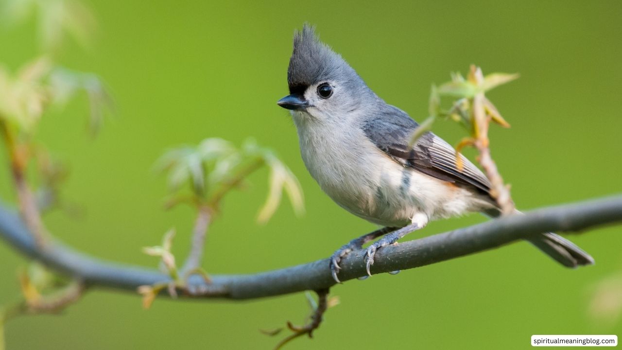 Spiritual Meaning of TitMouse