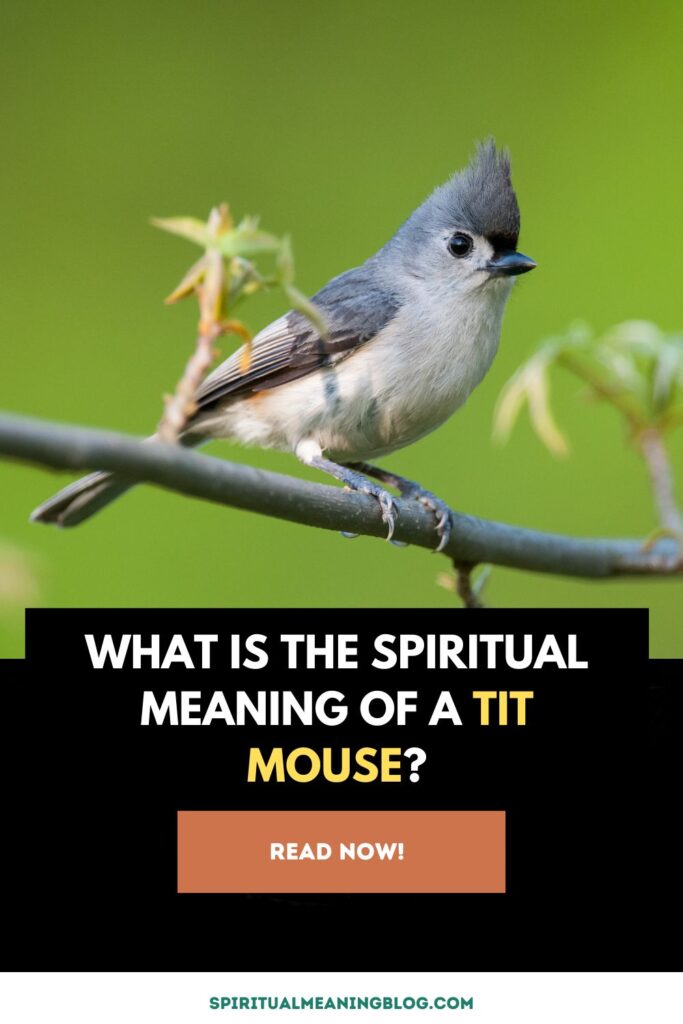 What is the Spiritual Meaning of a Tit Mouse?